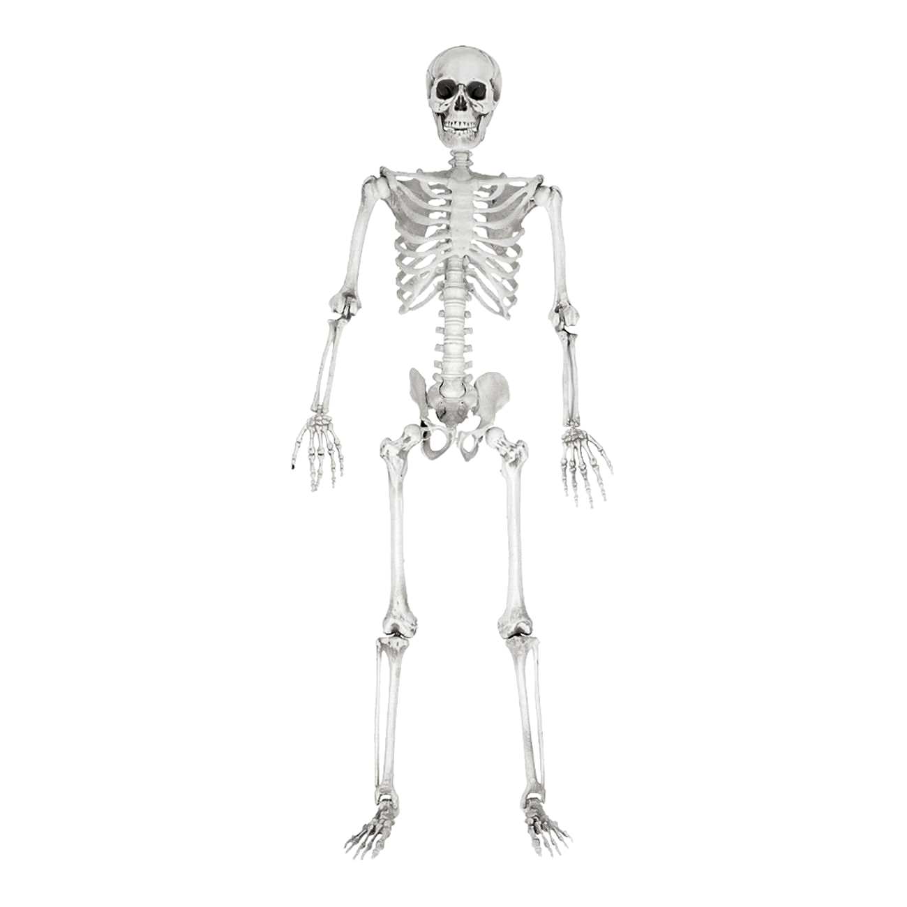Skelett människa 170cm