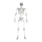 Skelett människa 170cm