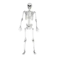 Skelett människa 170cm