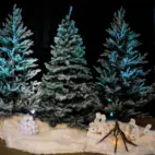 Gran snö Kalix 210cm