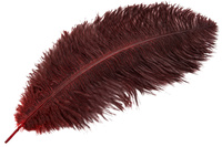 Fjäder burgundy