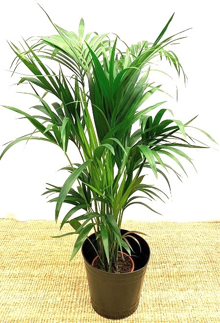 Palm äkta
