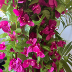 Bougainvillea girlang