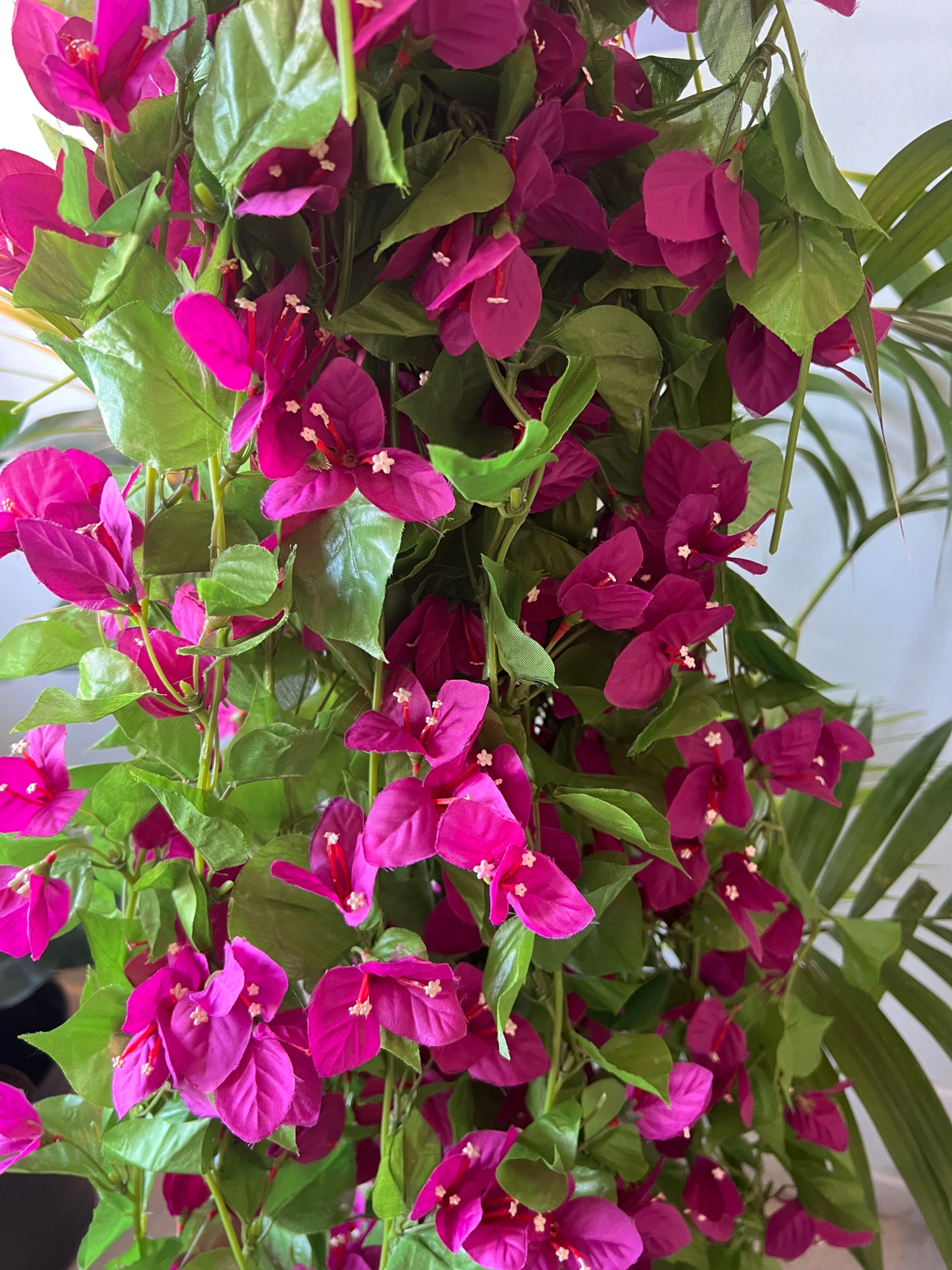 Bougainvillea girlang