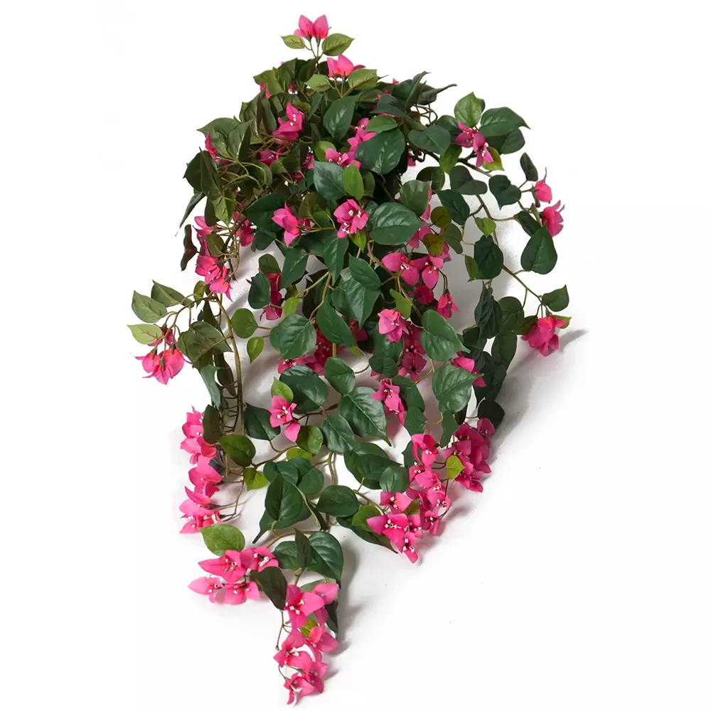 Bougainvillea krukväxt