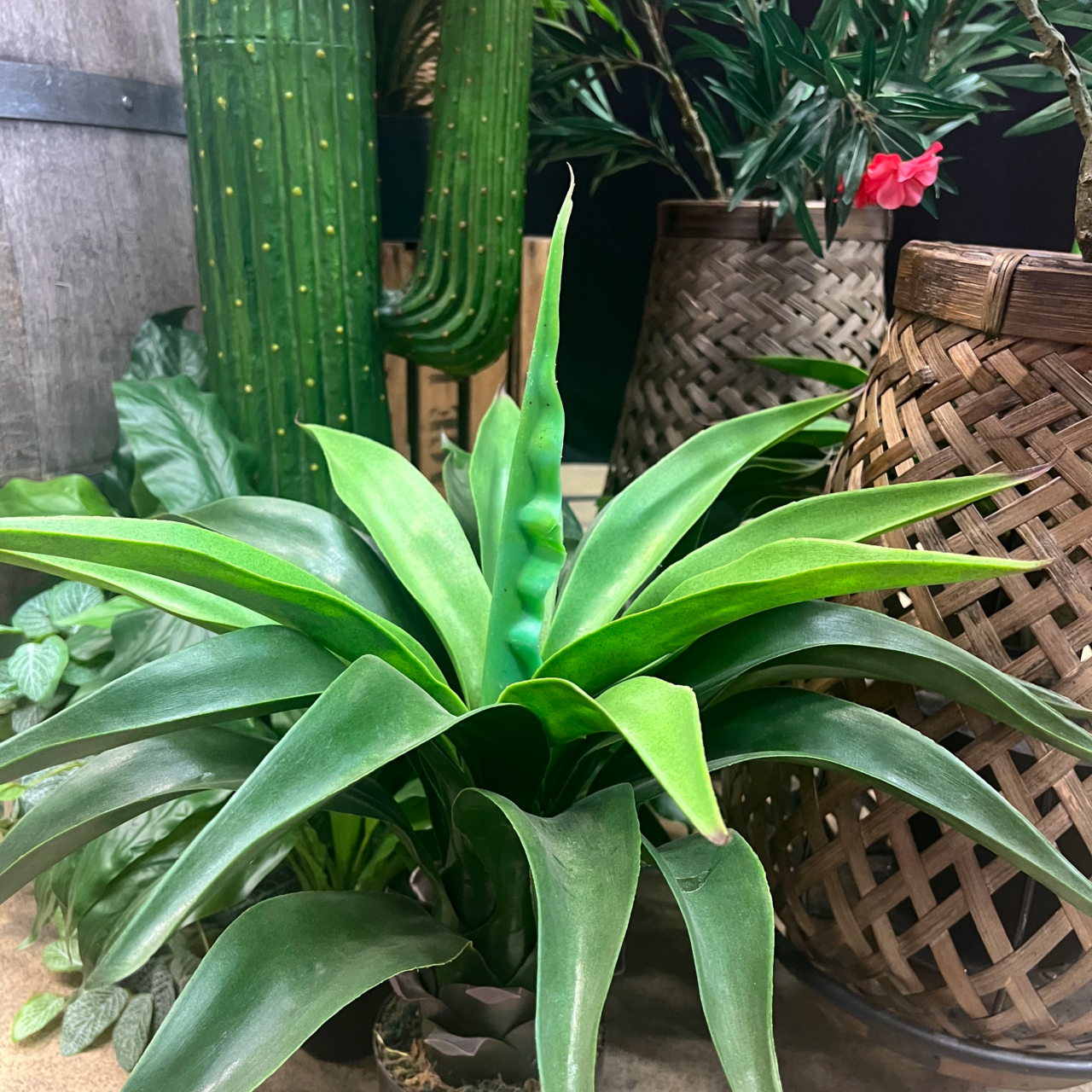 Kaktus Agave konstväxt