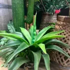 Kaktus Agave konstväxt