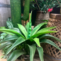 Kaktus Agave konstväxt