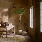 Palm Phoenix konst