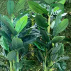Bananpalm konst