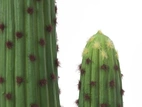 Kaktus 117cm