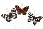 Fjärilar naturlig storlek