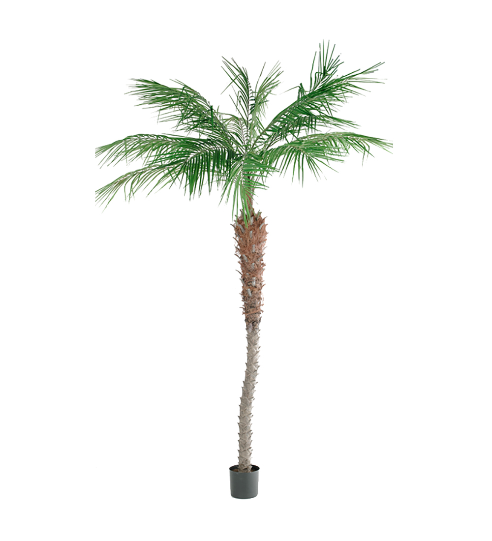 Palm Phoenix konst
