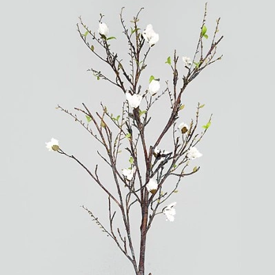 Träd magnolia inkl säckväv