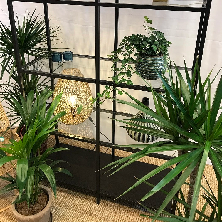 Kantdracaena äkta