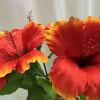Hibiskus 143cm