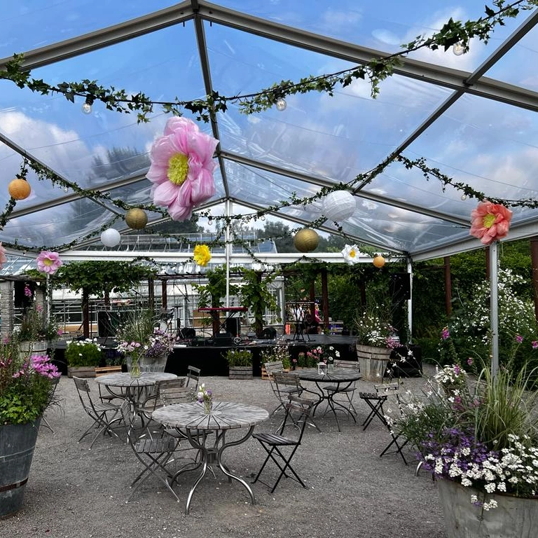 Pappersblomma 60cm