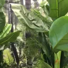 Bananpalm konst