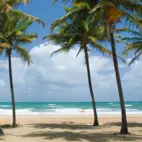 Backdrop Palmstrand