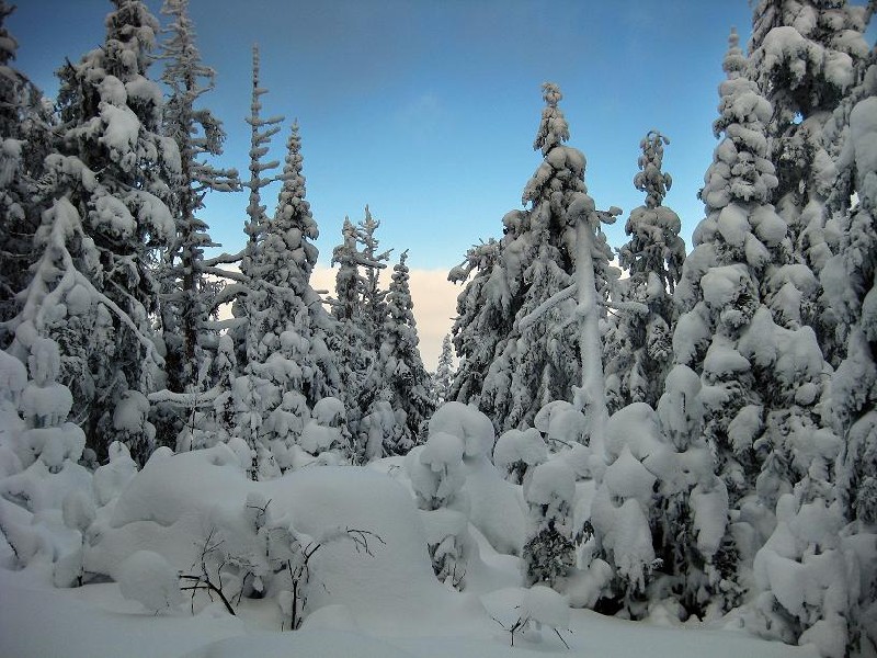 Backdrop Vinter Skog med snö