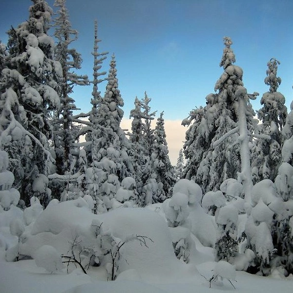 Backdrop Vinter Skog med snö