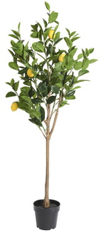 Citronträd 150cm