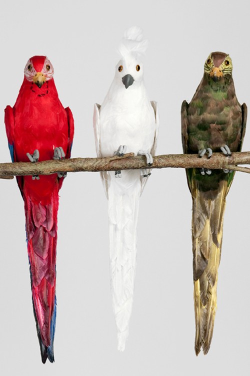 Papegojor och undulater