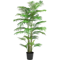 Palm Areca 200-230cm