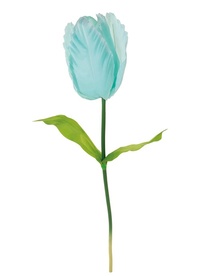Ljusblå jättetulpan