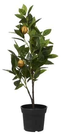 Citronträd 65cm
