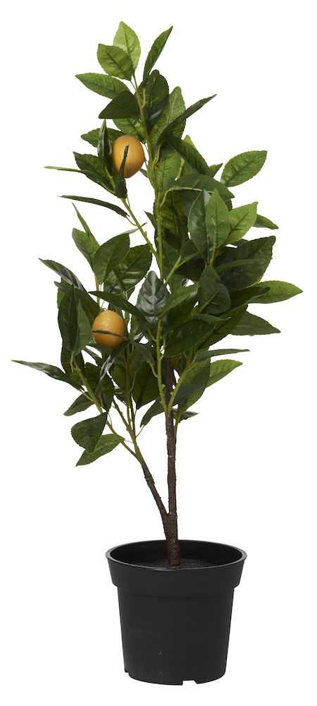 Citronträd 65cm