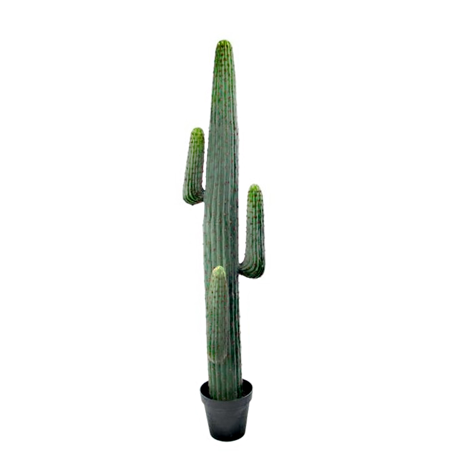 Kaktus 170cm