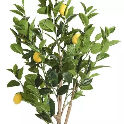 Citronträd 150cm