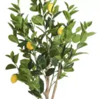 Citronträd 150cm