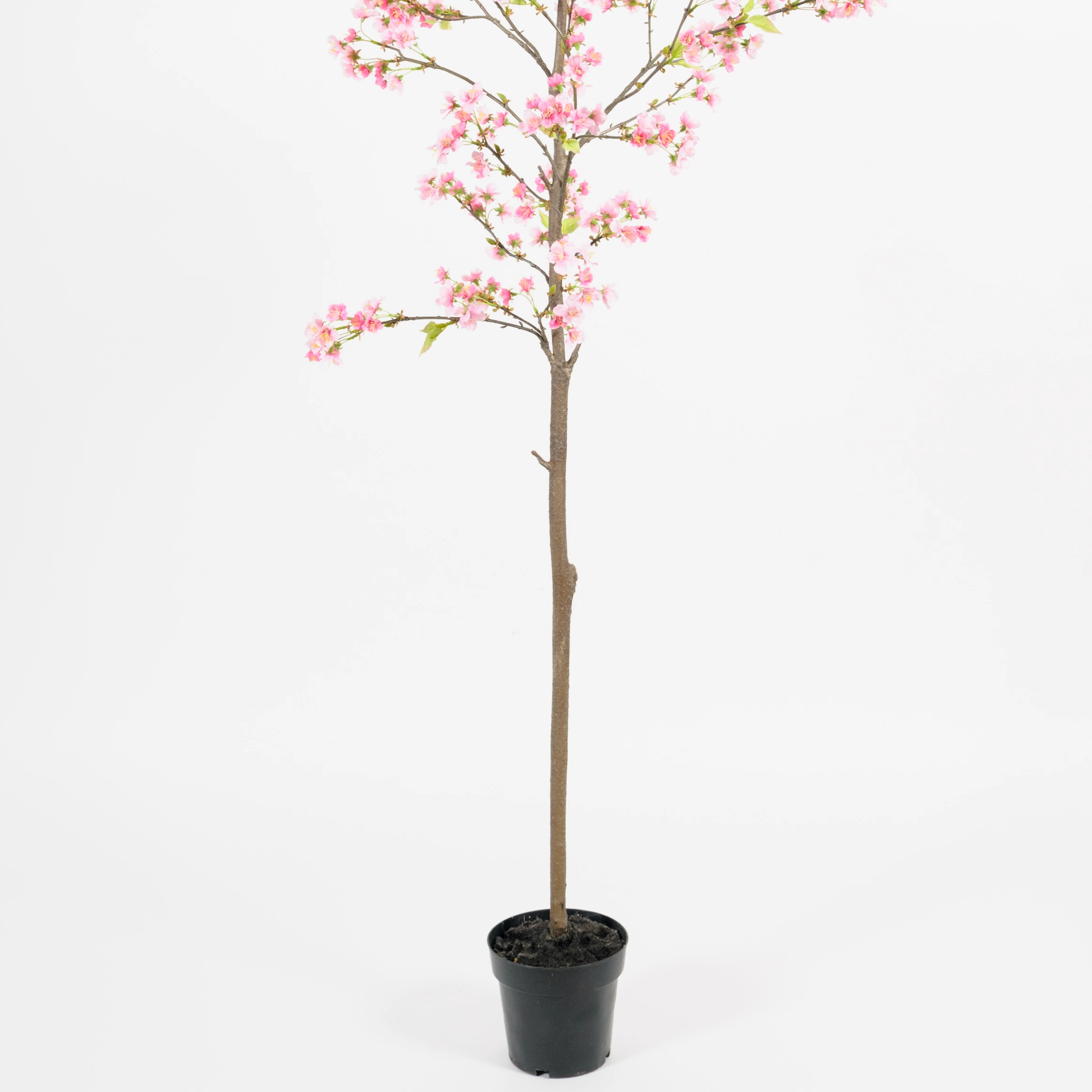 Körsbärsträd 180cm