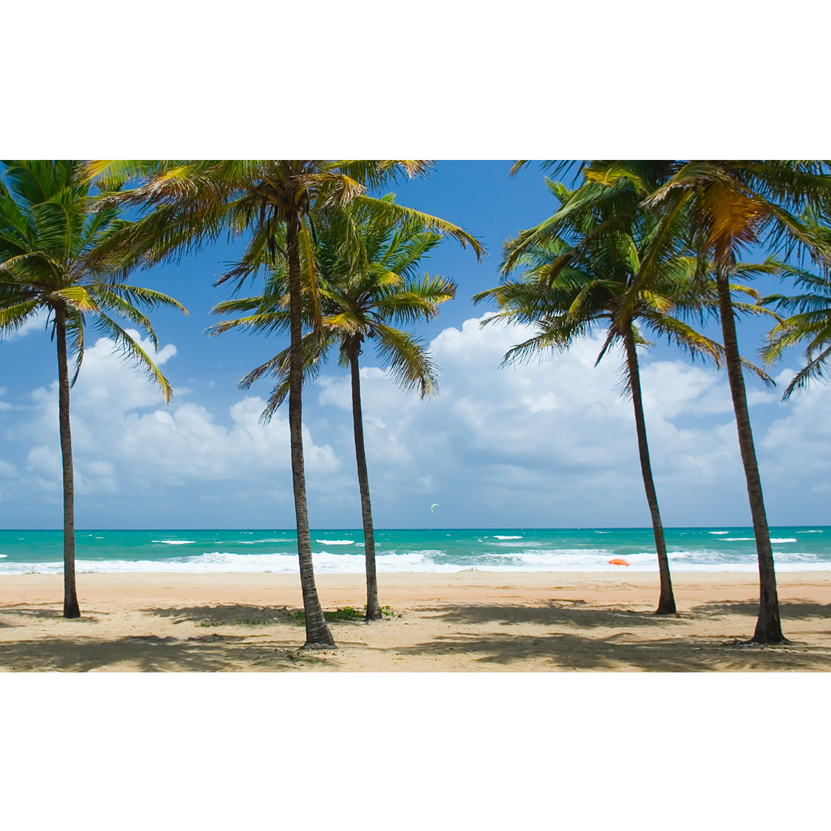 Backdrop Palmstrand