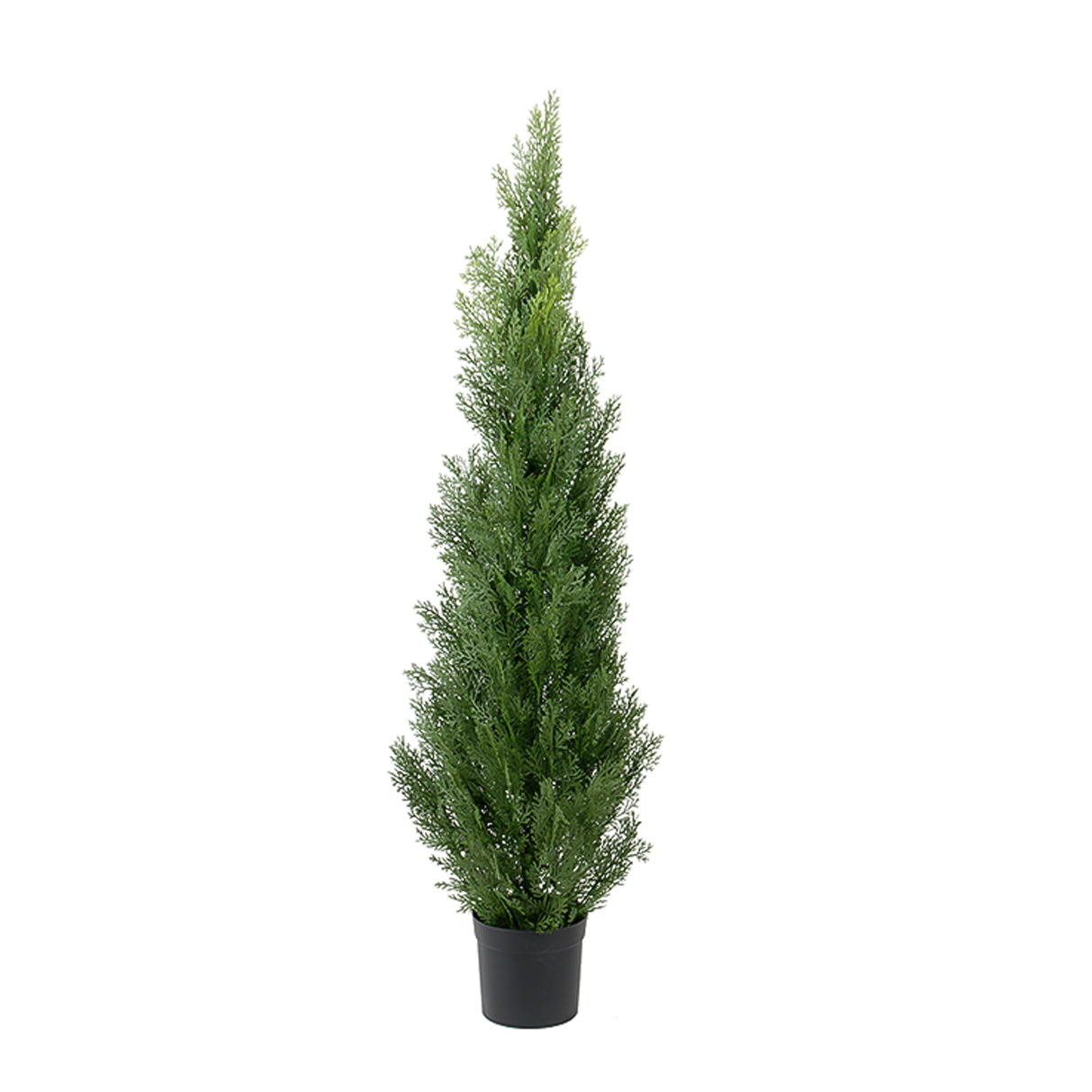 Cypress 90cm