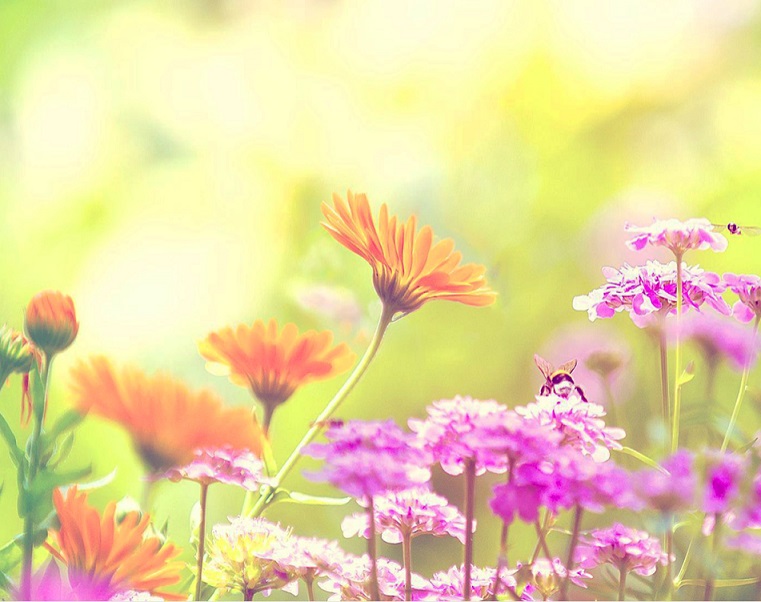 Backdrop Sommarblom