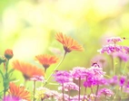 Backdrop Sommarblom