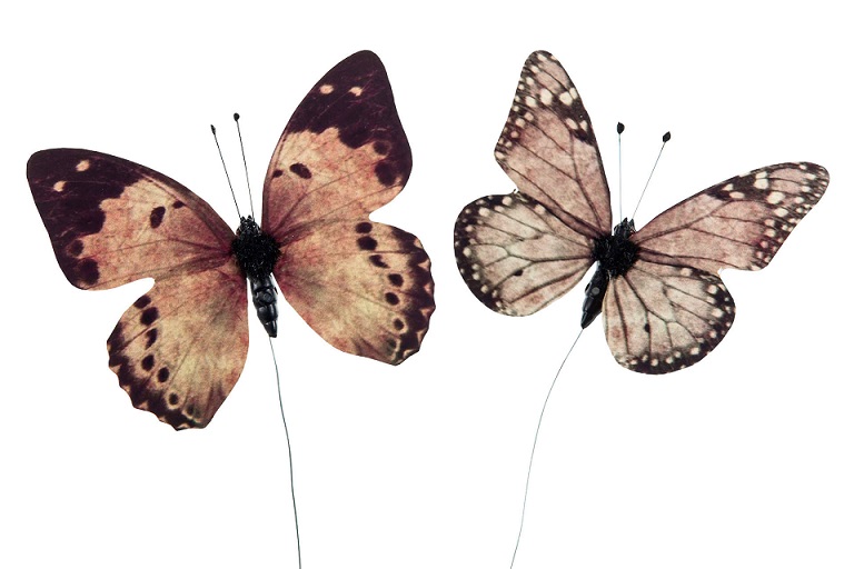 Fjärilar naturlig storlek