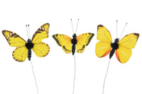 Fjärilar naturlig storlek