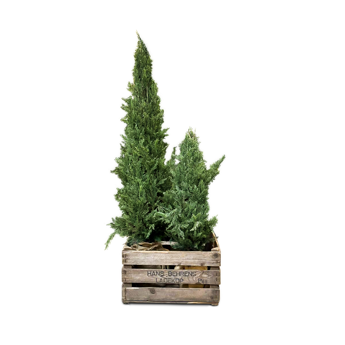 Cypress 90cm