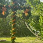 Midsommarstång